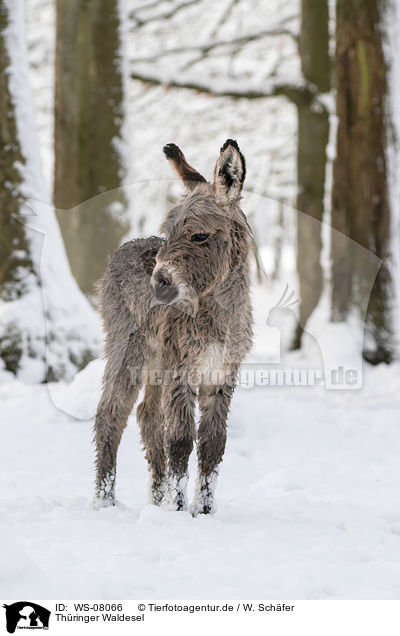 Thringer Waldesel / Thuringian donkey / WS-08066