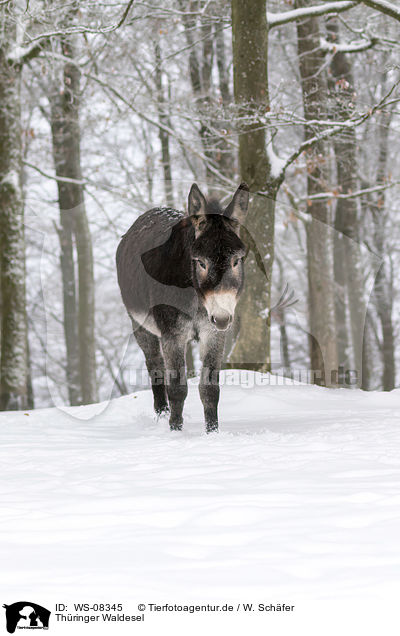Thringer Waldesel / Thuringian Forest Donkey / WS-08345