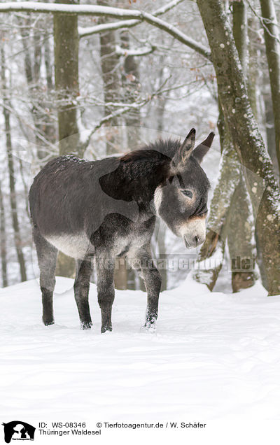Thringer Waldesel / Thuringian Forest Donkey / WS-08346