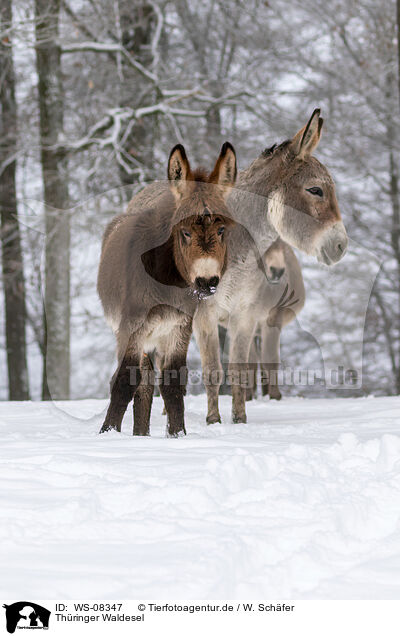 Thringer Waldesel / Thuringian Forest Donkeys / WS-08347