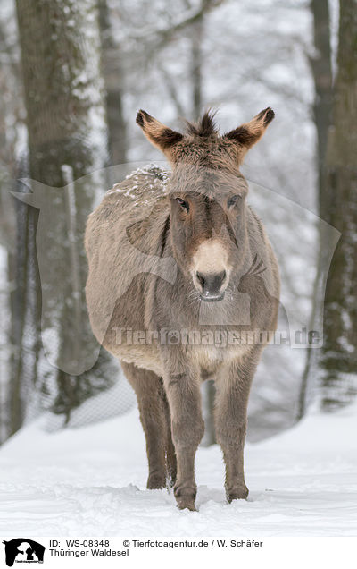 Thringer Waldesel / Thuringian Forest Donkey / WS-08348