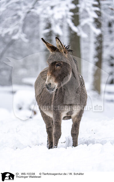 Thringer Waldesel / Thuringian donkey / WS-10338