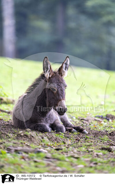 Thringer Waldesel / Thuringian Forest Donkey / WS-10572