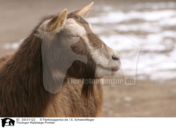 Thringer Waldziege Portrait / goat portrait / SS-01122