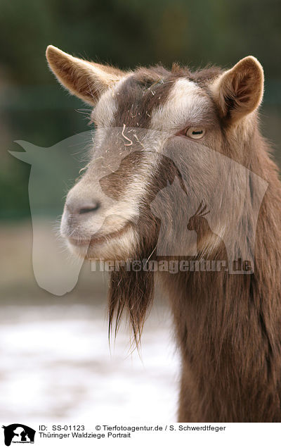 Thringer Waldziege Portrait / goat portrait / SS-01123
