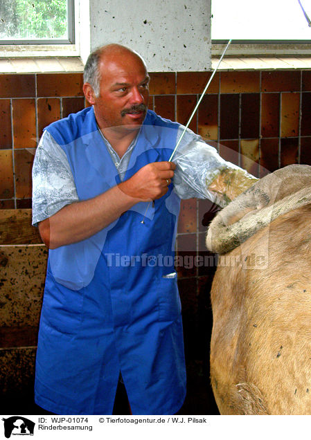 Rinderbesamung / insemination / WJP-01074