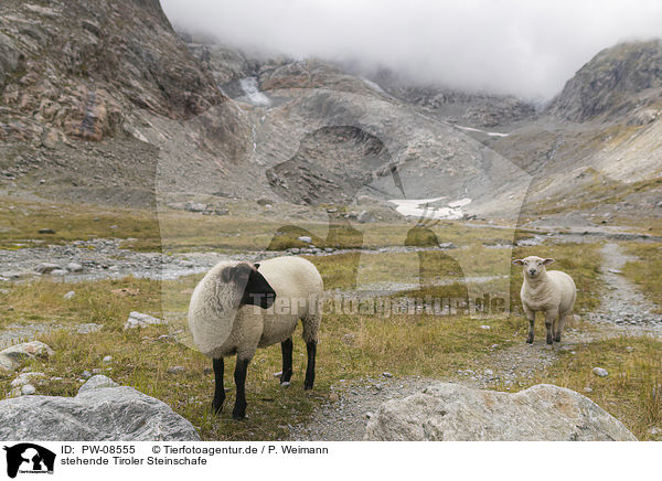 stehende Tiroler Steinschafe / standing Alpine stone Sheeps / PW-08555