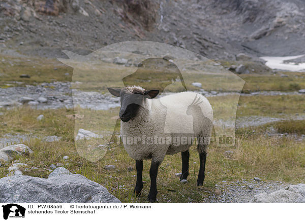 stehendes Tiroler Steinschaf / PW-08556