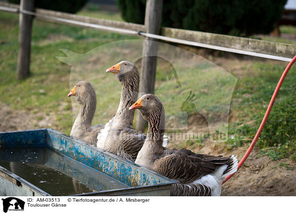 Toulouser Gnse / geese / AM-03513