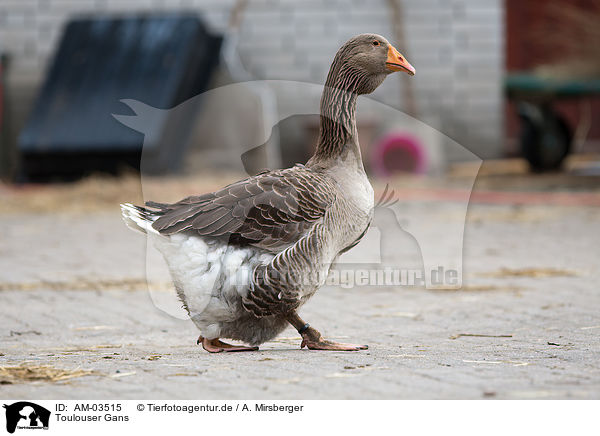 Toulouser Gans / goose / AM-03515