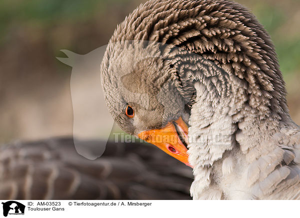 Toulouser Gans / goose / AM-03523