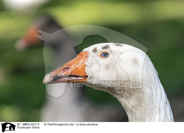 Toulouser Gans / Toulouse Goose / MBS-25313