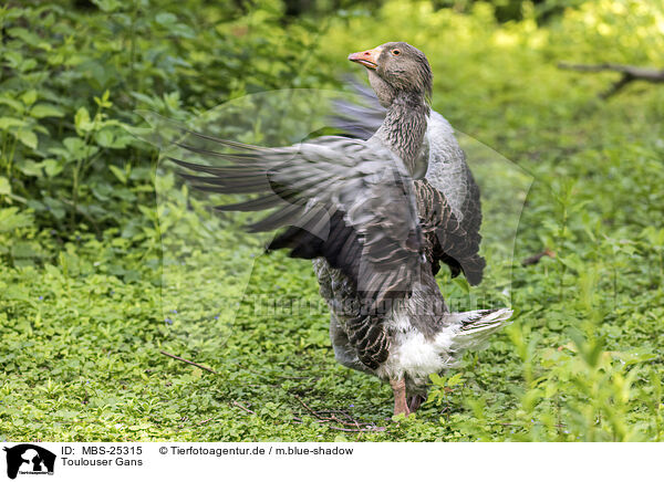 Toulouser Gans / Toulouse Goose / MBS-25315