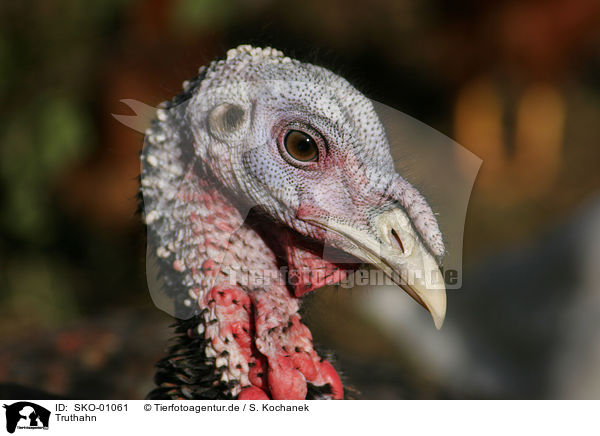 Truthahn / turkey / SKO-01061