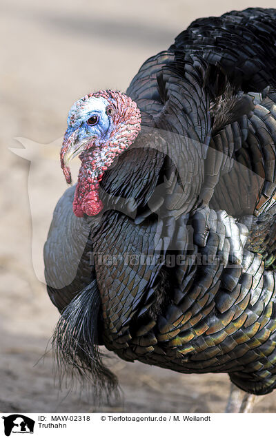 Truthahn / turkey / MAW-02318