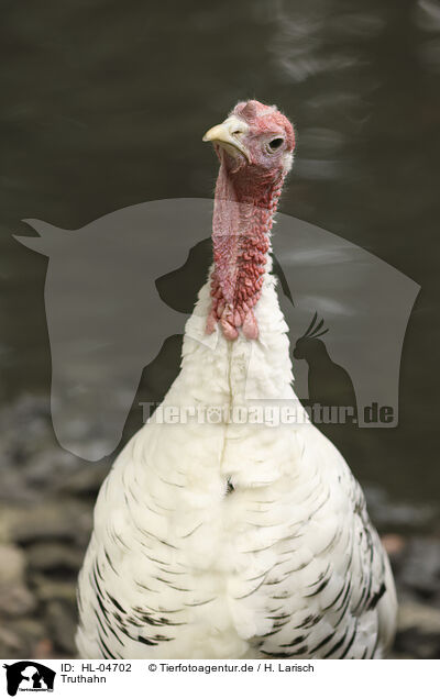 Truthahn / turkey / HL-04702