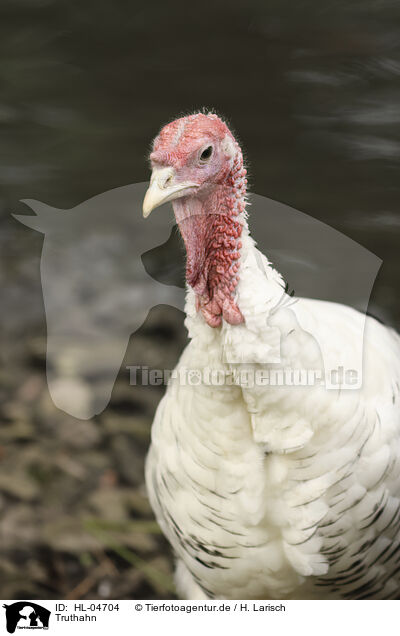 Truthahn / turkey / HL-04704