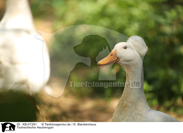 Tschechische Haubengan / Czech crested goose / KB-07281