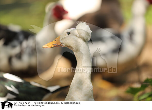 Tschechische Haubengan / Czech crested goose / KB-07284
