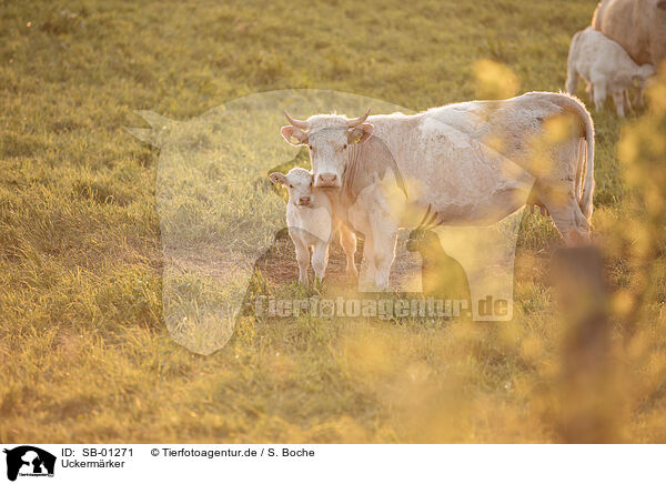 Uckermrker / Uckermark cattle / SB-01271