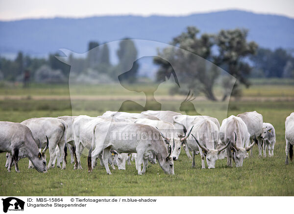 Ungarische Steppenrinder / grey cattle / MBS-15864