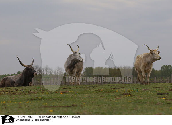 Ungarische Steppenrinder / Hungarian Steppe Cattles / JM-06039
