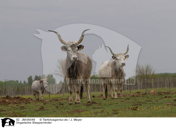 Ungarische Steppenrinder / JM-06046