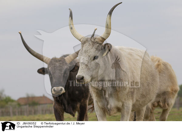 Ungarische Steppenrinder / Hungarian Steppe Cattles / JM-06052