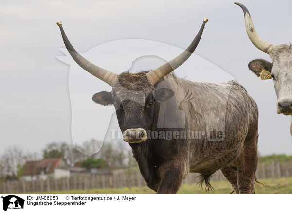 Ungarische Steppenrinder / Hungarian Steppe Cattles / JM-06053