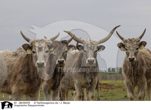 Ungarische Steppenrinder / Hungarian Steppe Cattles / JM-06055