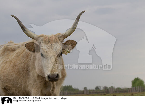 Ungarisches Steppenrind / Hungarian Steppe Cattle / JM-06058