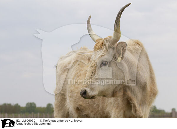 Ungarisches Steppenrind / Hungarian Steppe Cattle / JM-06059
