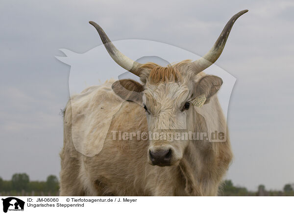 Ungarisches Steppenrind / Hungarian Steppe Cattle / JM-06060