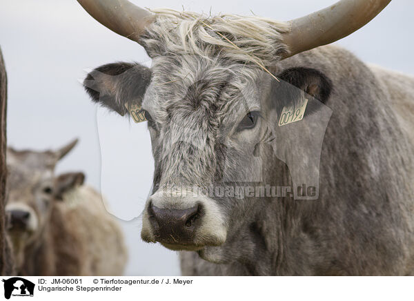Ungarische Steppenrinder / Hungarian Steppe Cattles / JM-06061
