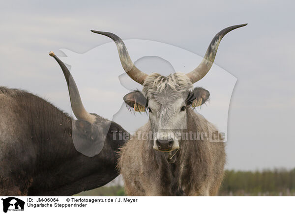 Ungarische Steppenrinder / Hungarian Steppe Cattles / JM-06064