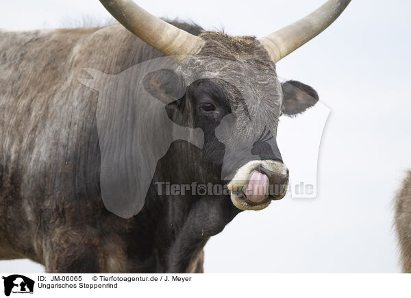 Ungarisches Steppenrind / Hungarian Steppe Cattle / JM-06065