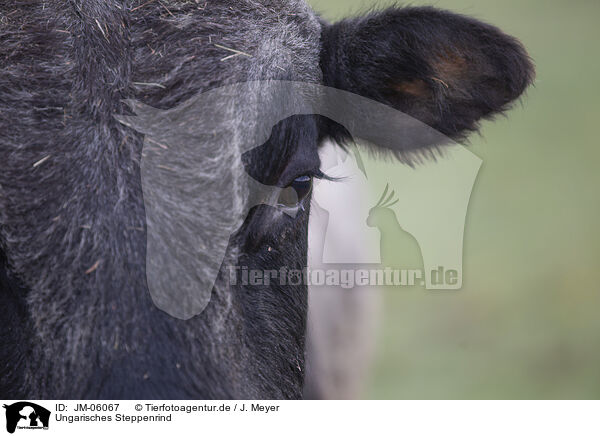 Ungarisches Steppenrind / Hungarian Steppe Cattle / JM-06067