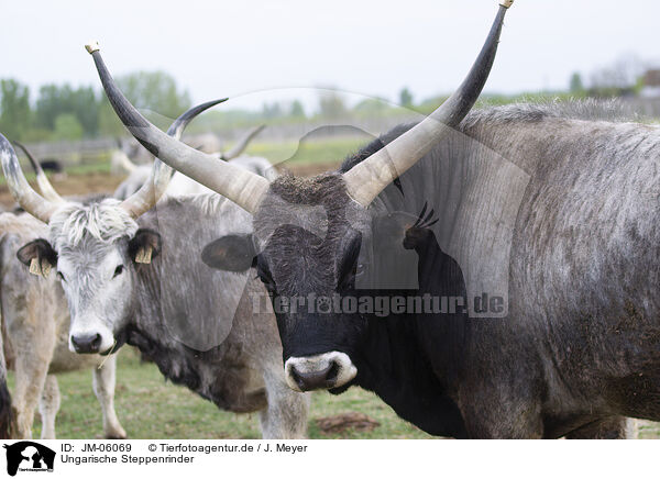 Ungarische Steppenrinder / Hungarian Steppe Cattles / JM-06069