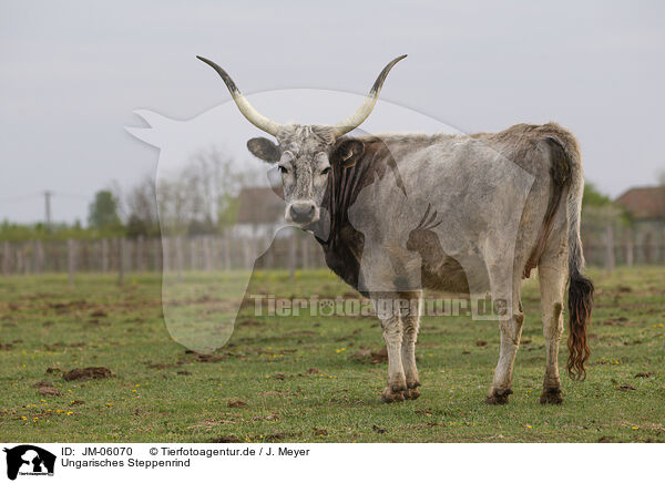 Ungarisches Steppenrind / Hungarian Steppe Cattle / JM-06070