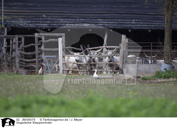 Ungarische Steppenrinder / Hungarian Steppe Cattles / JM-06075