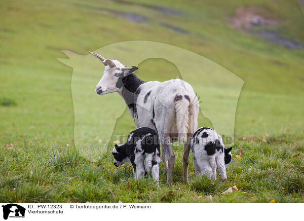 Vierhornschafe / Jakob sheeps / PW-12323