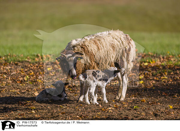 Vierhornschafe / Jakob sheeps / PW-17573