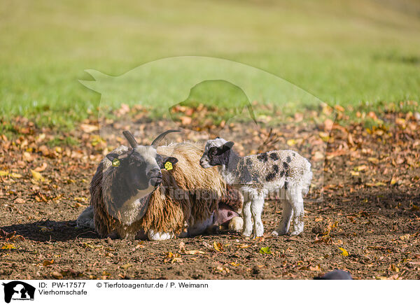 Vierhornschafe / Jakob sheeps / PW-17577