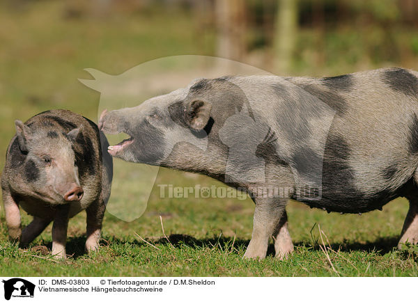 Vietnamesische Hngebauchschweine / pigs / DMS-03803