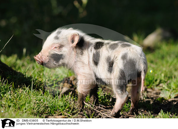 junges Vietnamesisches Hngebauchschwein / young pig / DMS-03805