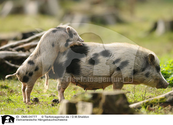 Vietnamesische Hngebauchschweine / pot-bellied pigs / DMS-04777