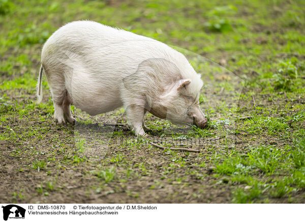 Vietnamesisches Hngebauchschwein / DMS-10870