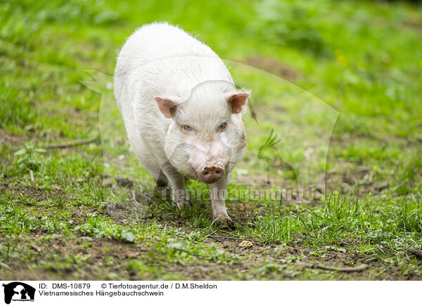 Vietnamesisches Hngebauchschwein / DMS-10879