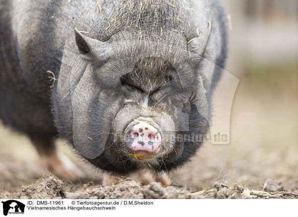 Vietnamesisches Hngebauchschwein / Vietnamese pot-bellied pig / DMS-11961