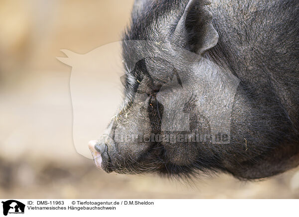 Vietnamesisches Hngebauchschwein / Vietnamese pot-bellied pig / DMS-11963